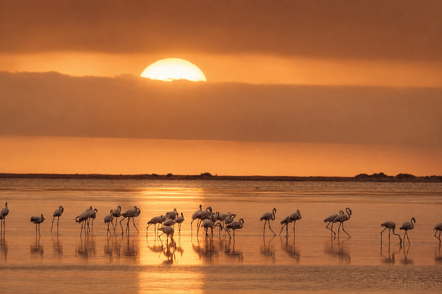 flamencos delta ebro